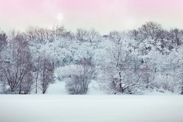 Красивий зимовий пейзаж з засніженими деревами  . — стокове фото