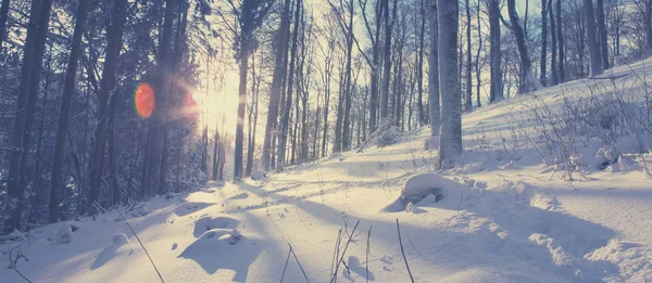 Pôr do sol em uma floresta de inverno . — Fotografia de Stock