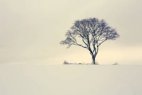 Árvore de inverno no campo. Natureza fundo . — Fotografia de Stock