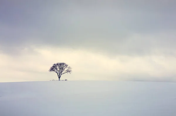 Winter tree on the field. Nature background. Royalty Free Stock Photos
