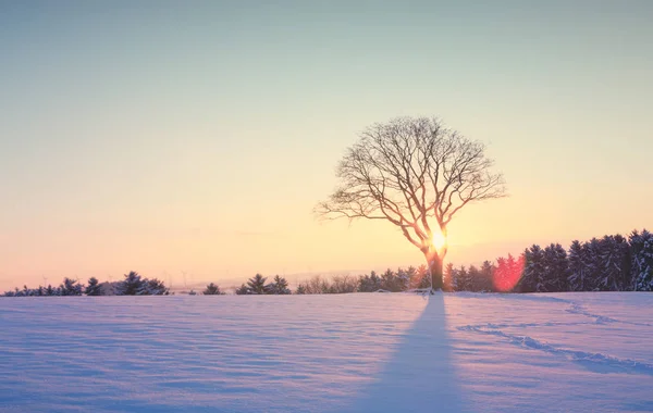 Coucher de soleil hivernal sur l'arbre enneigé . — Photo
