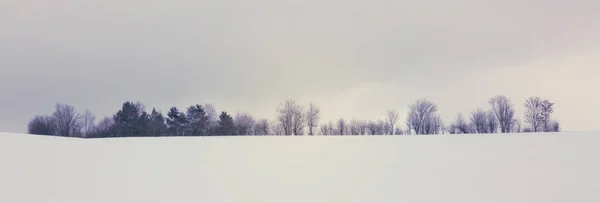 Árvores com neve no inverno. Natureza fundo . — Fotografia de Stock