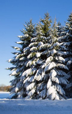 Köknar ağaçlarıyla kaplı kış manzarası. Doğa arkaplanı.