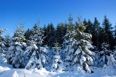Köknar ağaçlarıyla kaplı kış manzarası. Doğa arkaplanı.