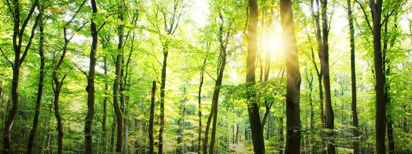 Bosque de verano con luz solar. Fondo de naturaleza . — Foto de Stock