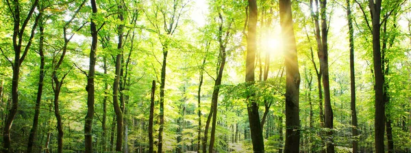 Summer forest with sun light. Nature background.