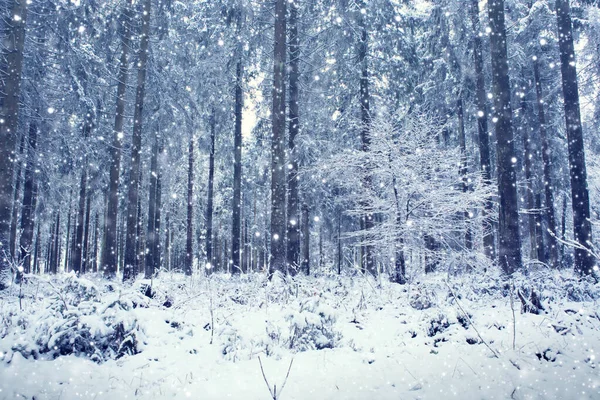 Bäume mit Raureif und Schnee bedeckt. Wald im Frost. — Stockfoto