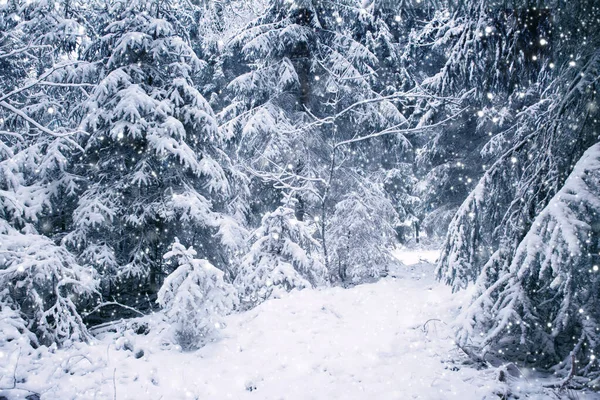 覆盖着白霜和雪的树。森林在霜冻中. — 图库照片
