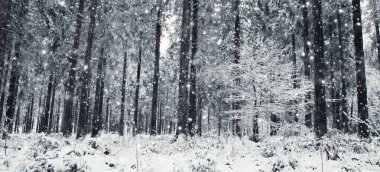 Ağaç donuyla ve karla kaplı. Donmuş Orman.
