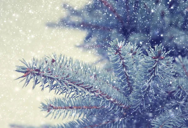 Χριστουγεννιάτικο φόντο. Κλαδιά πεύκου και χιονόπτωση — Φωτογραφία Αρχείου