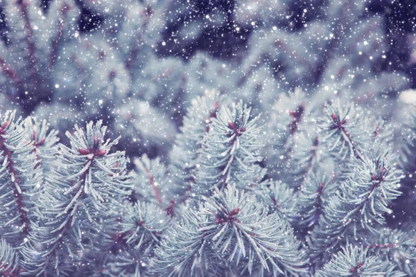 Sfondo natalizio. Rami di pino e nevicate — Foto Stock