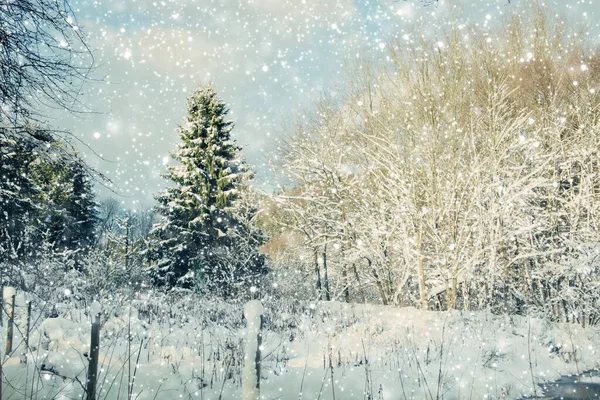 Christmas background with snowy fir trees. Snowfall in the forest. — Stockfoto