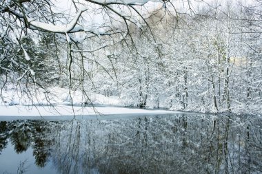 Karşı kış ağacıyla su yansıma.
