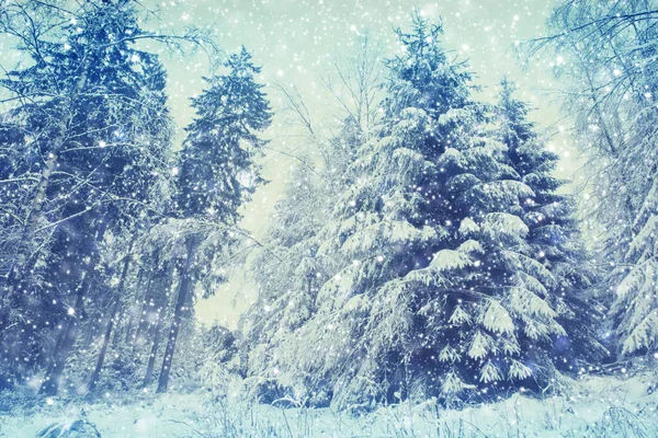 Besneeuwde spar bomen en sneeuwval. Winter achtergrond. — Stockfoto