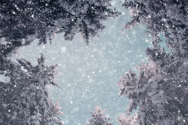 Snötäckta träd och snöfall. Vinter bakgrund. — Stockfoto