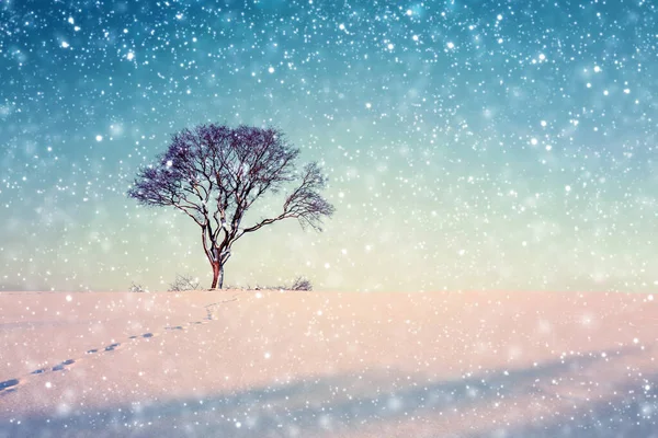 田野里的一棵冬树和大雪. — 图库照片