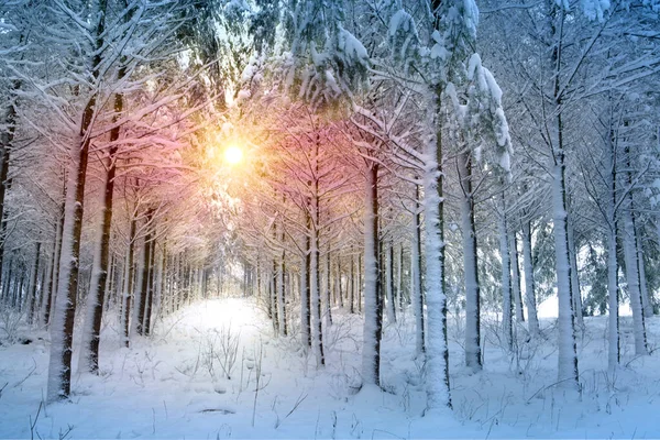 Piękny zimowy krajobraz ze śniegiem pokryte drzewami i słońce. — Zdjęcie stockowe