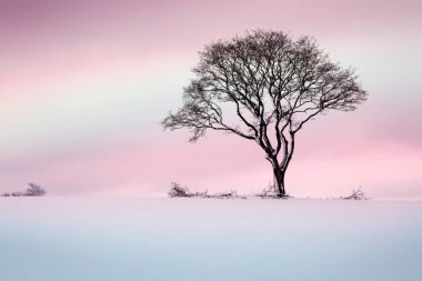 Tarlada kış ağacı. Doğa arka planı.