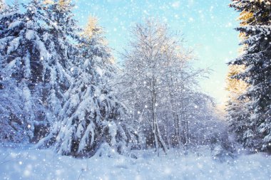 Karla kaplı ağaçlar ve kar. Kış arkaplanı.