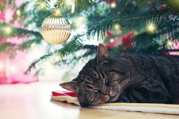 Gato cinza dorme sob a árvore de Natal . — Fotografia de Stock