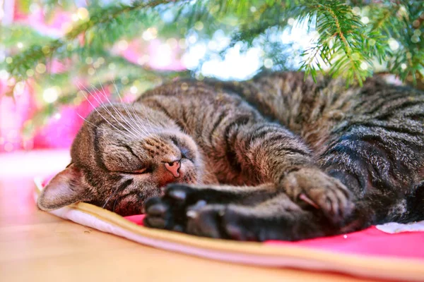 크리스마스 트리 아래 회색 고양이 잠. — 스톡 사진
