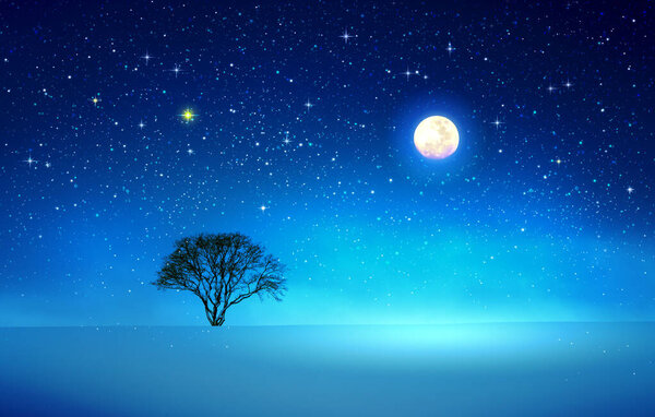 Snow covered tree and stars sky .