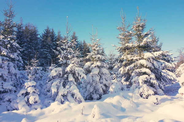 Paisaje de invierno con abetos cubiertos de nieve.Fondo natural . —  Fotos de Stock