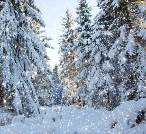 Chute de neige dans une forêt d'hiver allemande. . — Photo