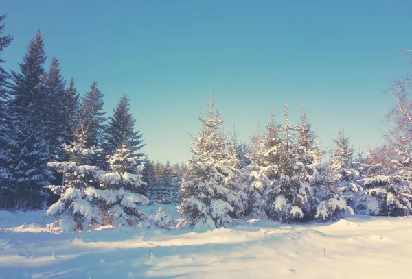Χειμερινό τοπίο με χιονισμένα έλατα. — Φωτογραφία Αρχείου