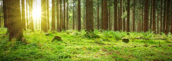 Światło słoneczne w niemieckim lesie. Kontekst natury. — Zdjęcie stockowe