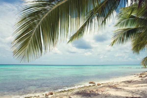 Karayip denizi ve yeşil palmiye ağacı. Yaz deniz manzarası . — Stok fotoğraf