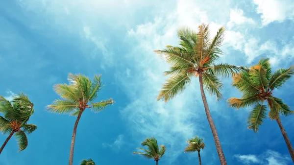 Kokosnoot palmbomen op blauwe lucht met witte wolken. — Stockfoto