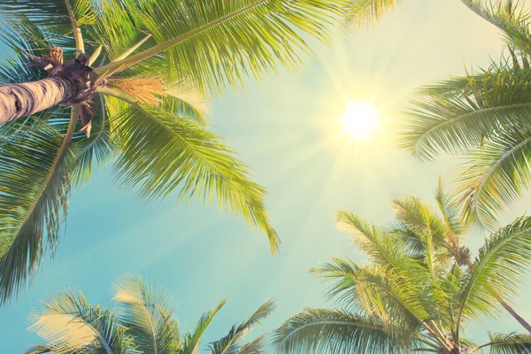 Luz do sol entre palmeiras verdes. Fundo de viagem . — Fotografia de Stock