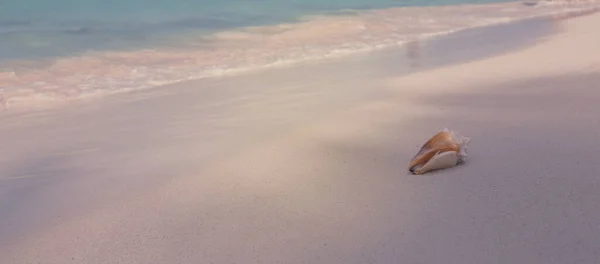Mořská mušle na karibské pláži. — Stock fotografie