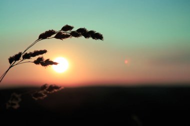 Çimenler güneş ışınlarıyla yakın plan çekiliyor. Yaz arkaplanı.