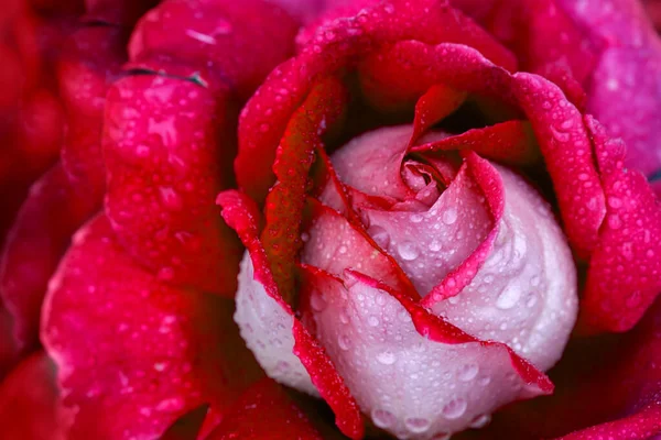 Czerwona róża zbliżenie z kropel wody.Wakacyjne tło. — Zdjęcie stockowe