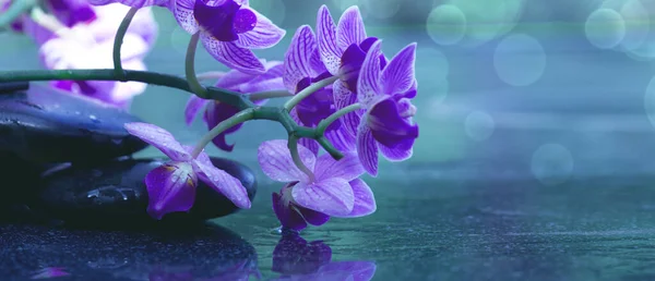 Orquídeas rosadas y piedras negras del balneario. Fondo del bienestar . — Foto de Stock