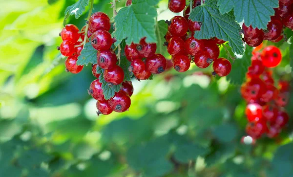 Ein Bund rote Johannisbeeren auf einem Zweig. — Stockfoto