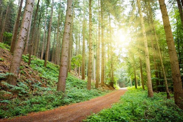 Солнечный свет в летнем лесу с деревьями и тропой . — стоковое фото