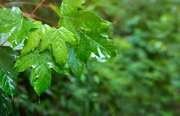 Twig met groene bladeren geïsoleerd op wazige achtergrond. — Stockfoto
