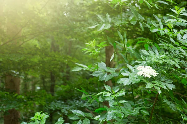 Sonnenschein im Sommerwald mit Bäumen und Holunderblüten . — Stockfoto