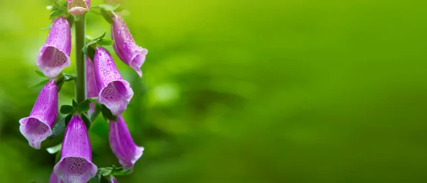 Purple Bell Flowers Foxglove Flowering isolated on green. — Stock Photo, Image