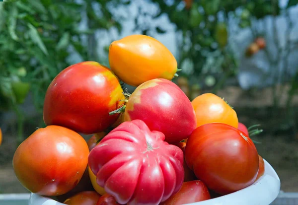 Tomates rojos grandes en un cubo blanco . — Foto de Stock