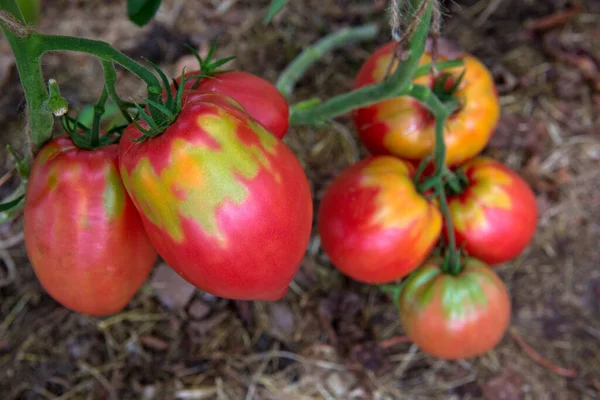 Riesige rote Tomaten wachsen auf dem Zweig. — Stockfoto