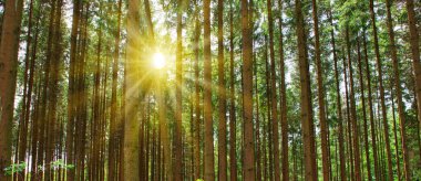 Arka planda gölgeler ve güneş ışınları olan güneşli yaz ormanı.