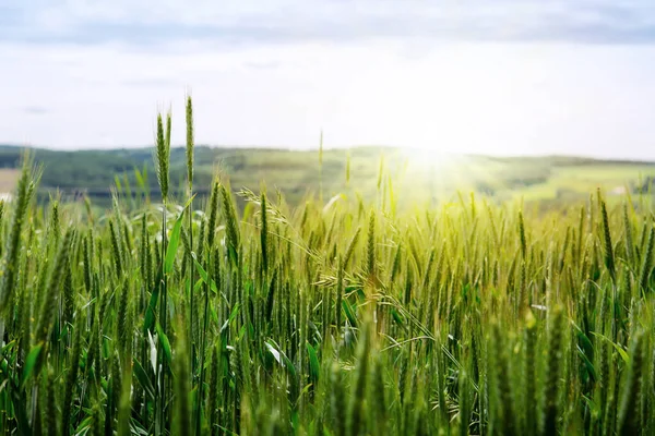 Jovens brotos de trigo e luz solar. Fundo de verão . — Fotografia de Stock