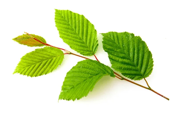 Gröna boklöv på gren isolerad på vit bakgrund. — Stockfoto