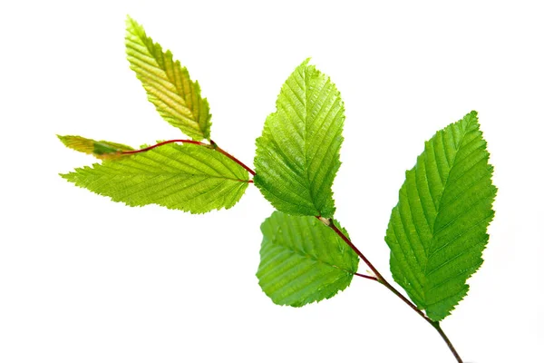 Зеленый бук листья на ветке изолированы на белом фоне . — стоковое фото