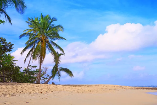 Карибське море і зелені пальми. Подорож. — стокове фото