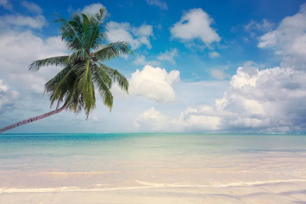 Caribbean sea and green palm tree on white tropical beach. — Stock Photo, Image